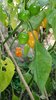 10gr Semillas Habanero Naranja  (Capsicum chinense)