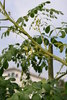 100  Moringa, drumstick tree Seeds (Moringa oleifera)