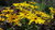 10gr Semillas de Rudbeckia Bicolor (Rudbeckia hirta) "Gloriosa Daisy"