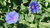 10gr Semillas de Ipomea "Heavenly Blue" (Ipomea Tricolor)