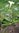 100gr Datura, Angel's Trumpets seeds (Datura Stramonium)