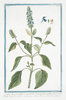 10 Gr. Semillas de Chia (Salvia Hispanica)