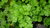 100gr Parsley "Moss Curled" seeds (Petroselinum Crispum)