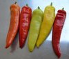 10gr Hungarian wax pepper seeds (Capsicum annuum)