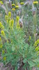 100gr Semillas de Trebol de olor amarillo, Meliloto amarillo (Melilotus officinalis)