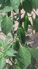 10gr Jalapeño Chili Seeds (Capsicum annuum)