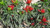 10gr Italian Peperoncino Seeds (Capsicum annuum)