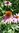 100gr Semillas de Equinacea, Erizo (Echinacea purpurea)