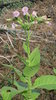 10gr Semillas Tabaco Virginia (Nicotiana Tabacum)