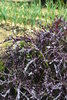 100gr Semillas de Mizuna Purpura (Brassica rapa japonica)