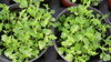 100gr Green Mizuna seeds (Brassica rapa japonica)