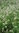 100gr Semillas de Rucula (Eruca vesicaria ssp sativa)