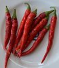 10gr Semillas de Cayena rojo "Long Slim" (Capsicum annuum)