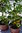 100gr semillas de Cacahuetes (Arachis hypogaea)
