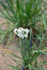 100gr Semillas de Cebollino Chino (Allium tuberosum)