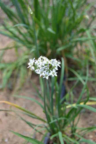 1Kg  Semillas de Cebollino Chino (Allium tuberosum)