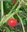 10gr Semillas de Chile Cereza Hungaro (capsicum annuum)