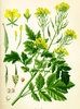 100gr Semillas de Mostaza Blanca (Brassica Alba)