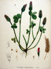100gr Crimson clover seeds (Trifolium incarnatum)