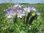 10gr Lacy Phacelia, blue or purple tansy Seeds (Phacelia tanacetifolia)