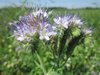 100 gr Lacy Phacelia, Blue or purple tansy Seeds (Phacelia tanacetifolia)