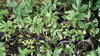 100gr Semillas Apio de Monte (Levisticum officinalis)