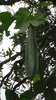 10gr Semillas de Lufa (luffa aegyptiaca)