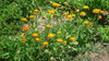 10gr Calendula Seeds (Calendula officinalis)