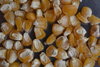 Corn seeds "Golden Bantam"