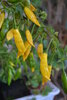 10gr Seeds Hot Lemon pepper (Capsicum baccatum)