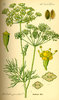 100gr Dill "Tetra" Seeds (Anethum graveolens var. Hortorum)