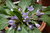 10gr Mandrake Seeds (Mandragora autumnalis)