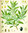 100gr Olive seeds (Olea europaea)
