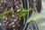 100 gr seeds (tubers) Tigernut (Cyperus esculentus)