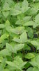 100 gr Cinnamon basil seeds (Ocimum basilicum)