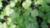 Coriander Broadleaf "Slowbolt" Seeds (Coriandrum sativum)