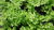 100 gr Chervil seeds (Anthriscus Cerefolium)