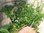 100 gr seeds Common Thyme (Thymus vulgaris)