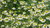 100gr Semillas de Manzanilla (Matricaria chamomilla)